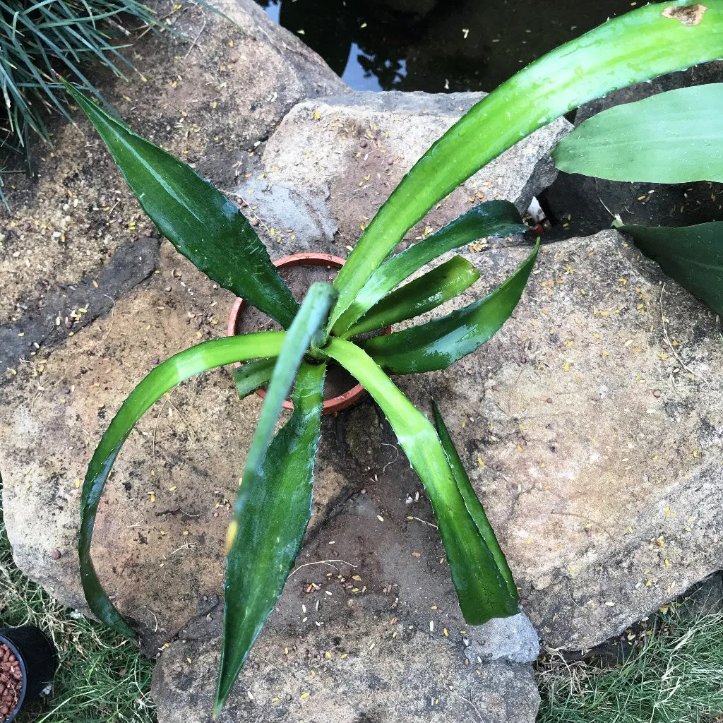 Agave Sisalana Cactus Plant