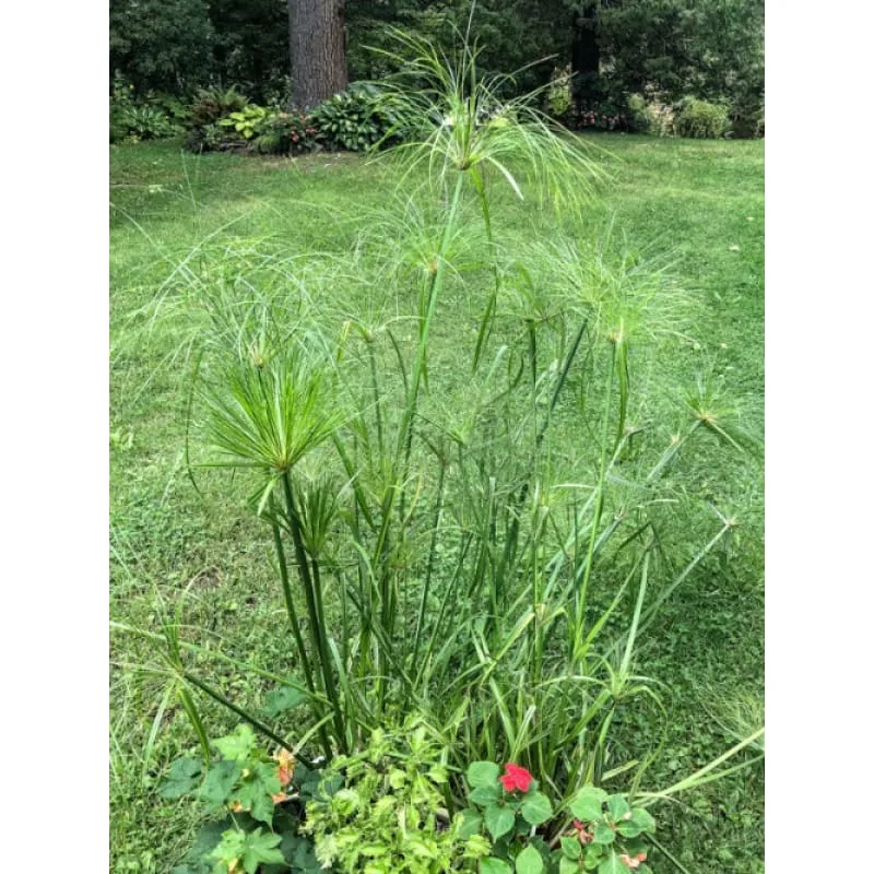 Papyrus Ornamental Grass